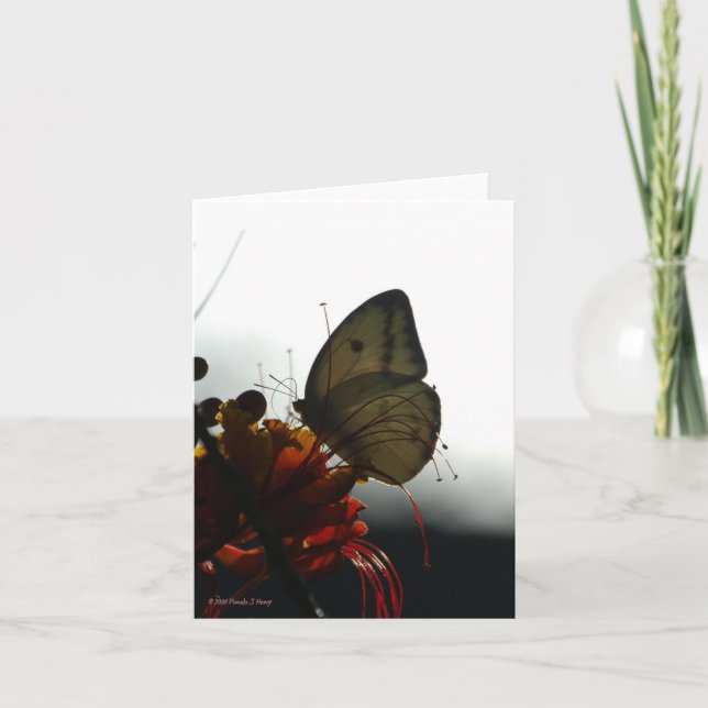 CARTE SOLITUDE 5 (Devant)