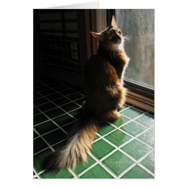 Carte somalienne renversante de chat (Devant)