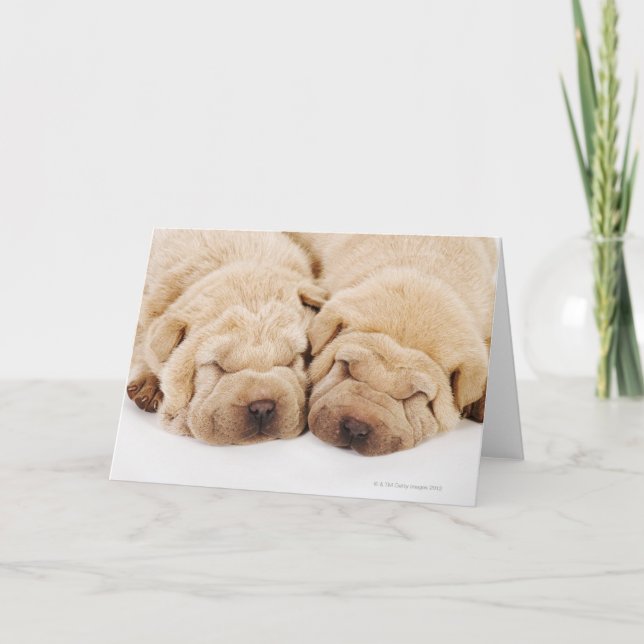 Carte Sommeil de deux chiots de Shar Pei (Devant)