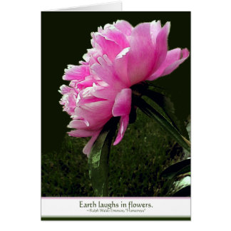 Carte Sorbet Peony