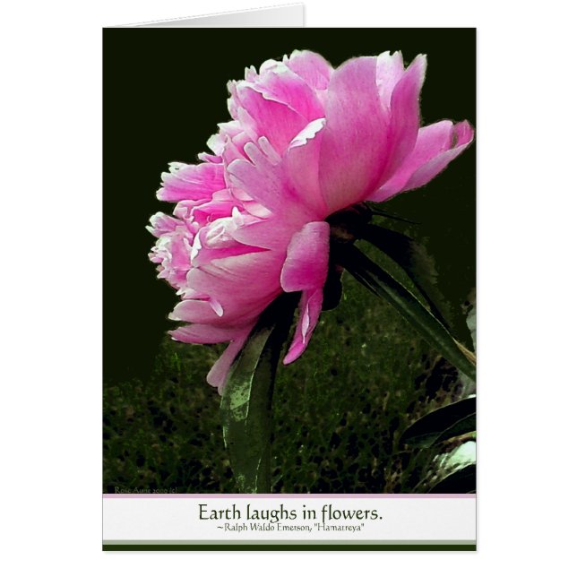 Carte Sorbet Peony (Devant)