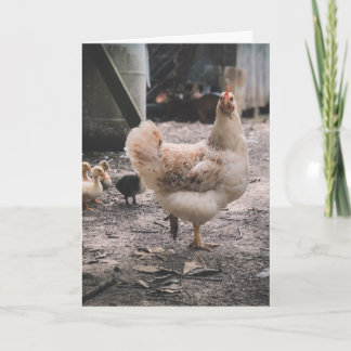 Carte Sorry for being such a chook