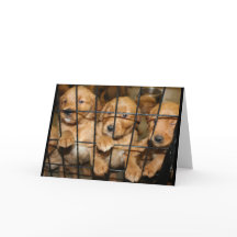 Sortez De Là ! Humour de diplôme