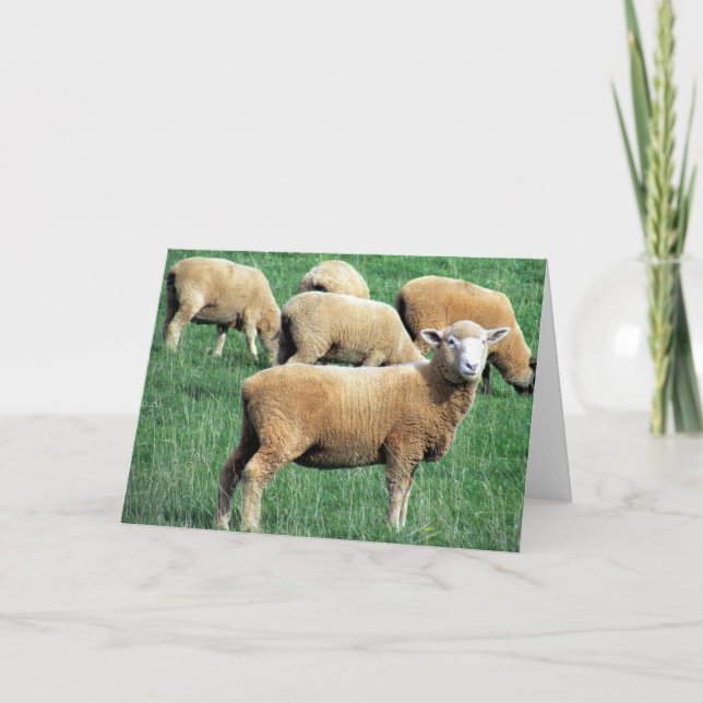 Carte sourire aux moutons (Devant)