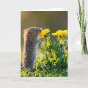 Carte Souris d'anniversaire sentant un pissenlit jaune