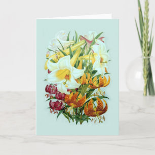 Carte Speciies de Lilium