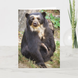 Carte Spectacled Bear Scratings