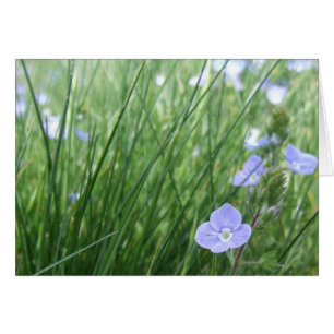 Carte Speedwell Flowers