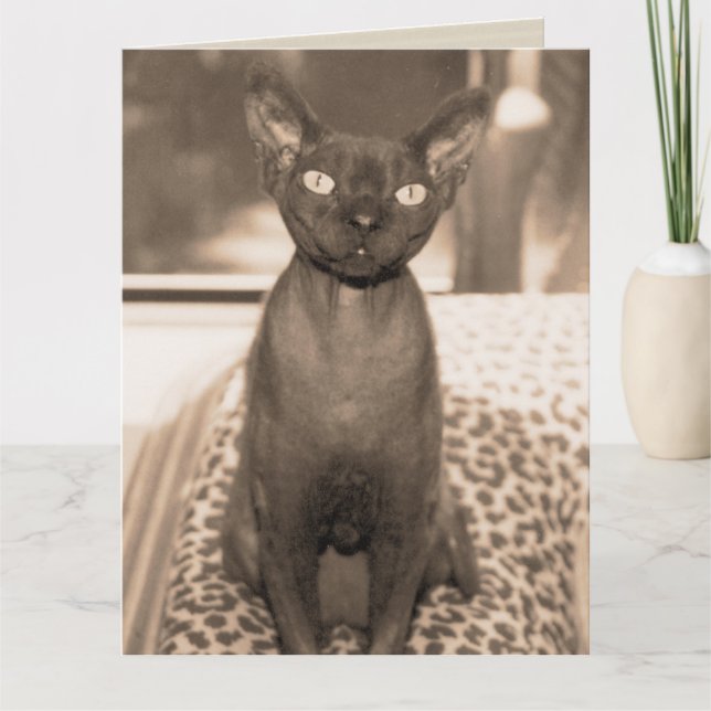 Carte Sphynx Devon Rex Cat Large Sepia Photographie (Devant)