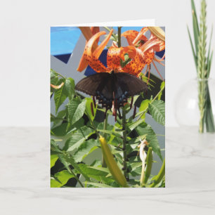 Carte Spicebush Swallowtail/Miracles quotidiens