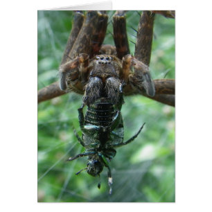 Carte Spider