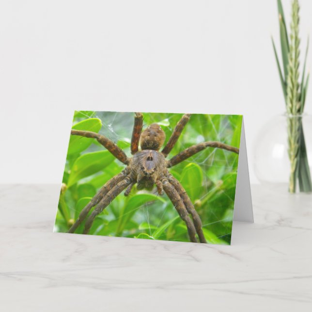 Carte Spider (Devant)