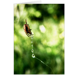 Carte Spider Drops