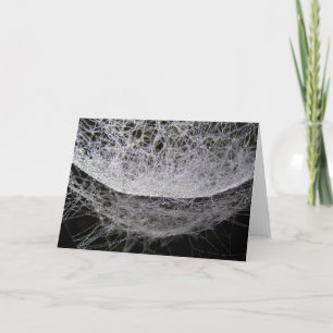Carte Spider Web Avec Dew, Water Drop Hammock