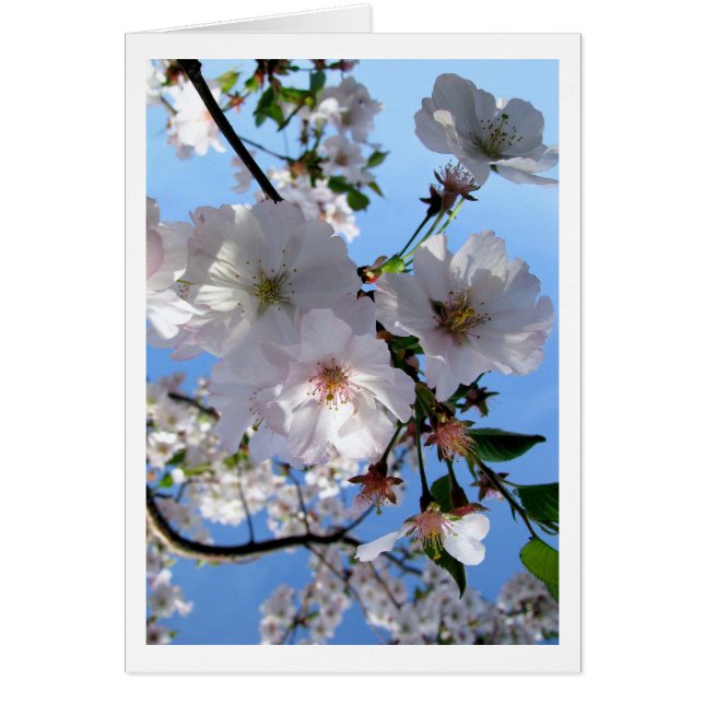 Carte Spring Blossom (Devant)