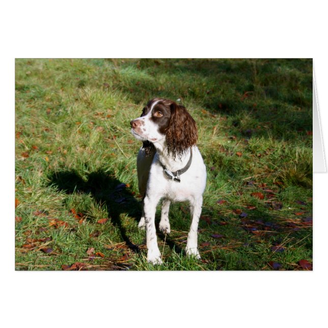 Carte Springer Spaniel Dog (Devant horizontal)