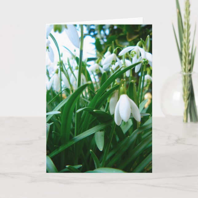 Carte Springing (Devant)