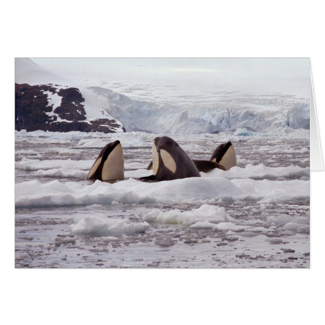 Carte Spyhoping Orcas (Devant horizontal)