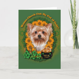 Carte St patrick - pot d'or - Yorkshire Terrier