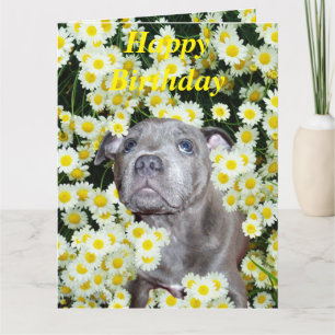 Carte Staffordshire Bull Terrier Puppy Dans Les Fosses,