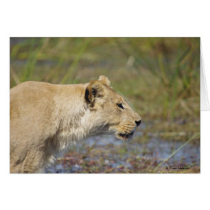 Carte Stalking Lioness
