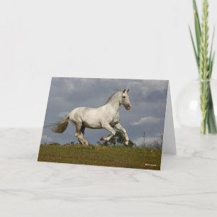 Carte Stallion andalou gris contre le ciel