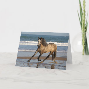 Carte Stallion Andalou Gris Dappé Sur La Plage