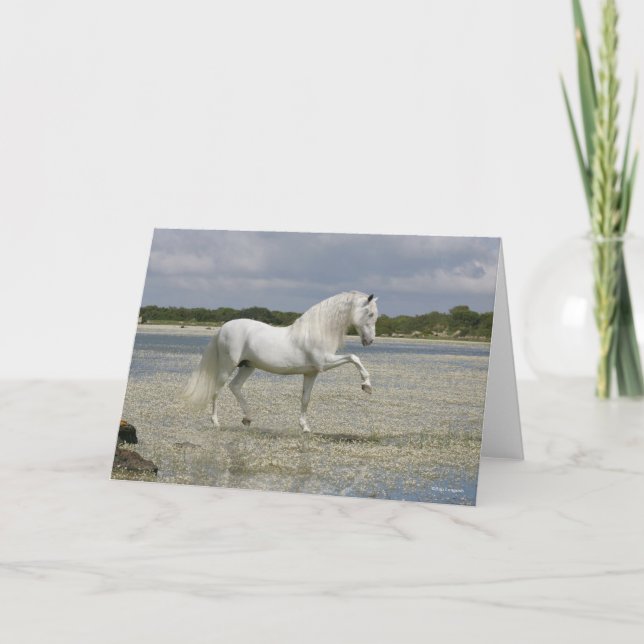 Carte Stallion Andalou Gris Se Trouvant Dans Le Lac (Devant)