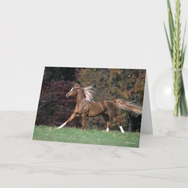 Carte Stallion Arabe Courant Fluant Mane Et Queue (Devant)