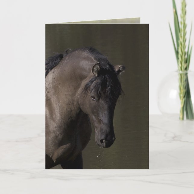 Carte Stallion au Waterhole Wild Horse Greeting Card (Devant)