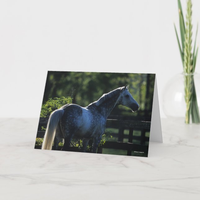 Carte Stallion Hanoverian gris pomme debout (Devant)