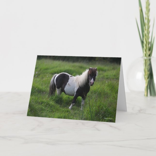 Carte Stallion Pony Shetland Se Trouvant Dans L'Herbe (Devant)