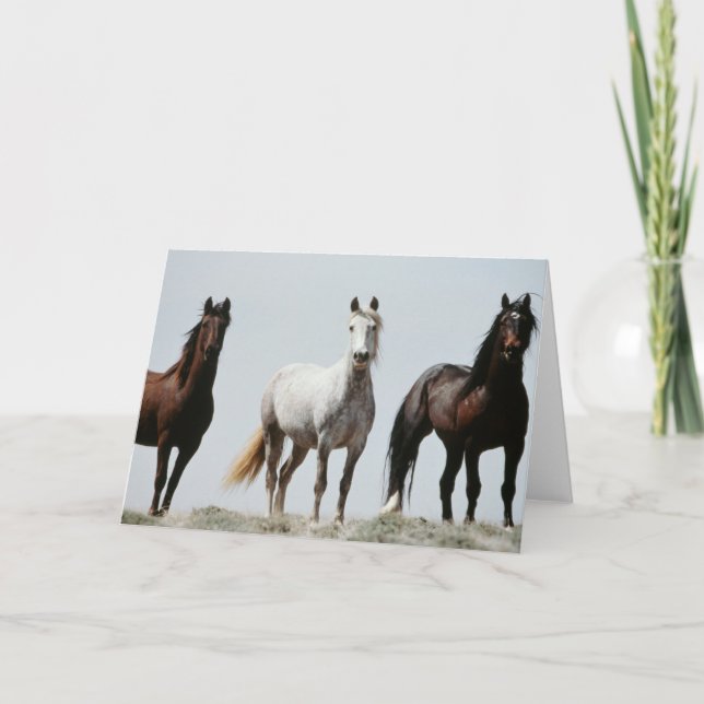 Carte Stallions sauvages (Devant)