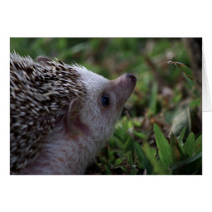 carte standard de hérisson