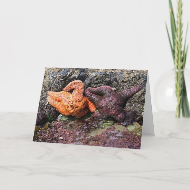 Carte Starfish at Bob Creek (Devant)
