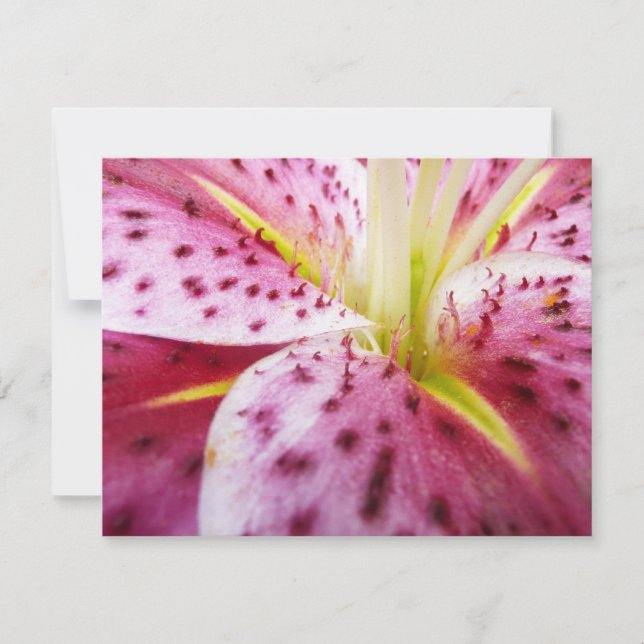 Carte Stargazer Lily brillant Magenta Floral (Devant)
