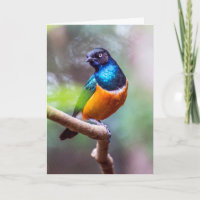 Starling Bird assis sur le membre de l'arbre