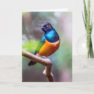 Carte Starling Bird assis sur le membre de l'arbre