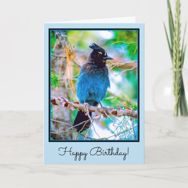 Carte Steller's Jay - Photographie originale (Devant)