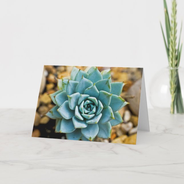 Carte Succulent (Devant)