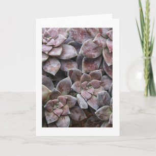 Carte Succulent violet