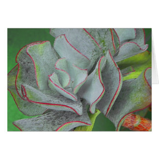 Carte succulente de plante