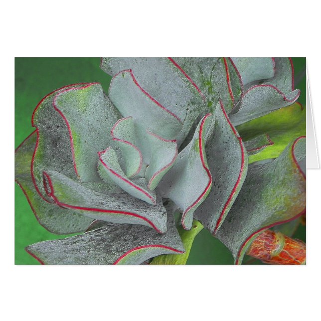 Carte succulente de plante (Devant horizontal)
