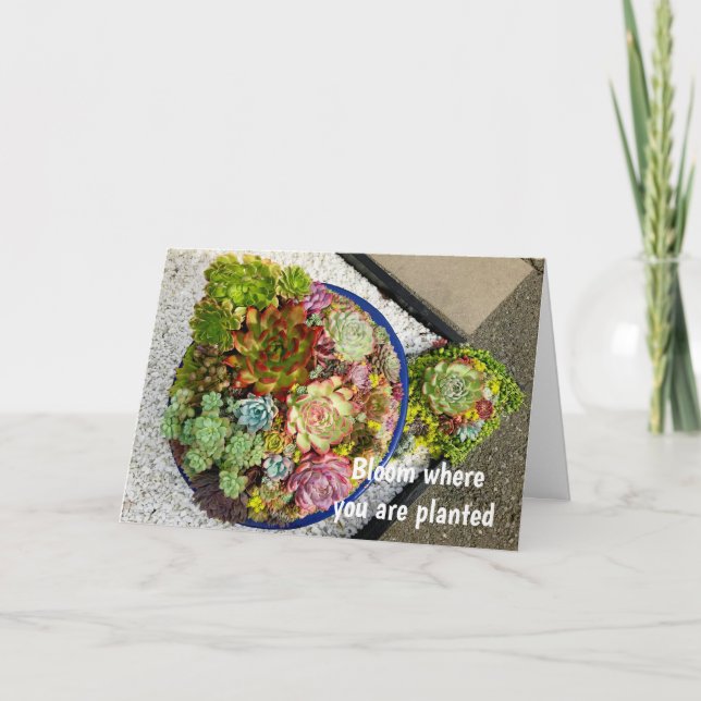 Carte Succulents dans le planteur (Devant)