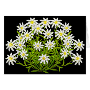 Carte suisse des fleurs Edelweiss