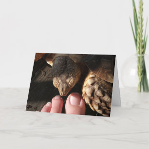 Carte Sulcata Tortoise inspecter les orteils