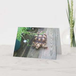 Carte Sulcata Tortoise Lounge sur Balcon Manger Fleur