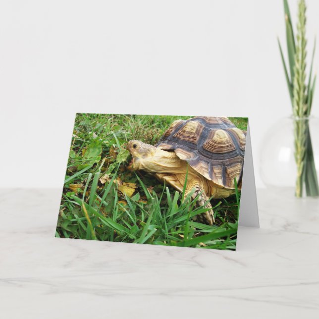 Carte Sulcata Tortoise prend une grosse bouchée de feuil (Devant)