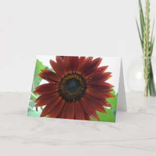 Carte Sunflower