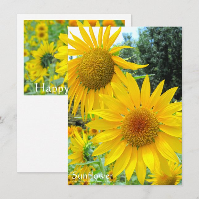 Carte Sunflower：Flat Greeting Card (Devant / Derrière)